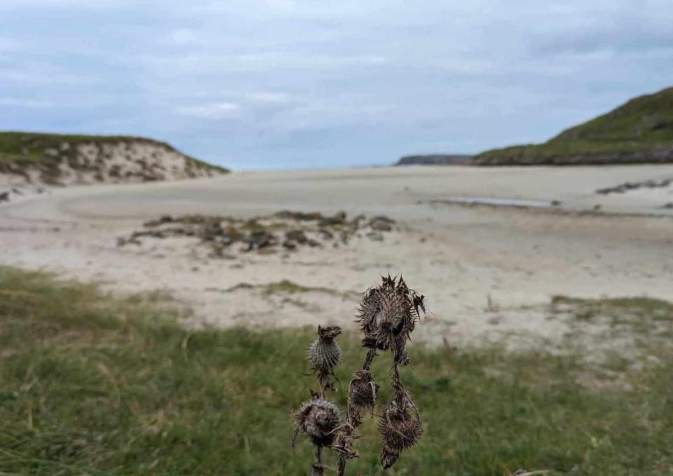 dead thistles