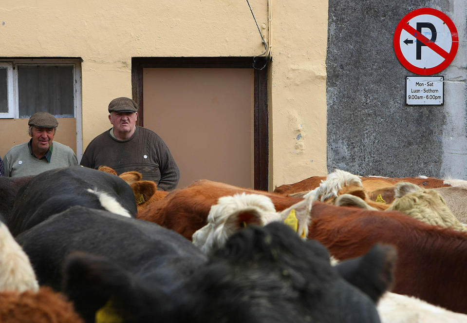 Cows on the street in County Kerry, in south-west Ireland. Pic: PA