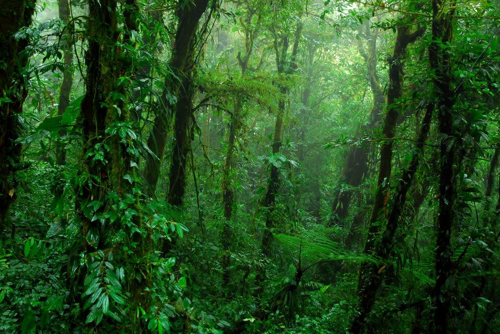 Las selvas tropicales reservan un incalculable número de especies animales y vegetales (Aris Gionis - Flickr)