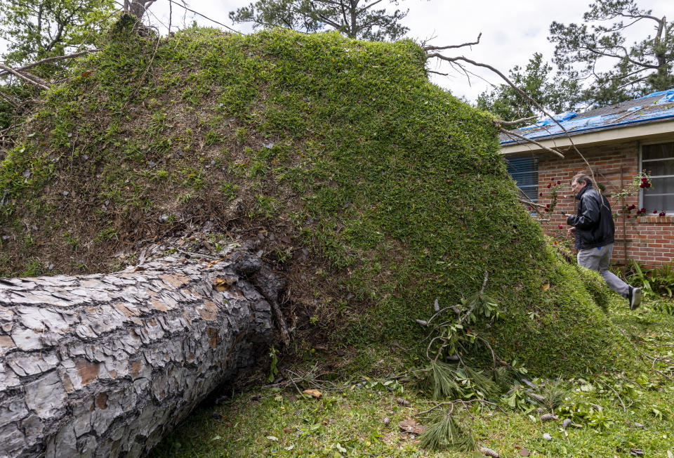 Michael Bray, right, of Slidell, La., walks around the uprooted pine tree in his front yard on Thursday, April 11, 2024, the day after a tornado swept through the area. (Chris Granger/The Times-Picayune/The New Orleans Advocate via AP)