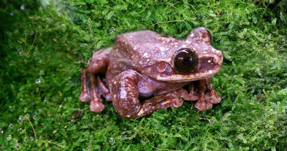 In&nbsp;September, Toughie, the loneliest frog on Earth, died at the age of 12. He&rsquo;s believed to have been the very last <a href="http://www.huffingtonpost.com/entry/toughie-loneliest-frog-dead_us_57f33c4ee4b01b16aafebb0c">Rabbs&rsquo; fringe-limbed tree frog</a> on the planet, a Panamanian species known for being excellent climbers and gliders, with a most peculiar <a href="https://www.youtube.com/watch?v=_yrobDYyOBI" target="_blank">bird-like call</a>. <br /> <br />Conservationist Mark Mandica, who worked with the amphibian and whose <a href="http://www.huffingtonpost.com/leilani-munter/the-loneliest-frog-in-the_b_5940426.html">young son named the frog</a>, said at the time that Toughie&rsquo;s death served as a reminder of the many species that have been wiped out&nbsp;&ldquo;before we even knew that they were there.&rdquo; <br /><br />Scientists first identified Toughie&rsquo;s species in 2005 &mdash; the year a group of researchers went to central Panama in a race to collect live animals before a <a href="http://news.nationalgeographic.com/2016/04/160407-frog-rescue-chytrid-fungus-honduras-cusuco-jonathan-kolby/">deadly chytrid fungus</a> consumed the area. <br /><br />It&rsquo;s believed the Rabbs&rsquo; tree frog population did not survive the &ldquo;catastrophic&rdquo; fungus, which has been <a href="http://www.bbc.com/news/science-environment-19199197">linked to climate change</a> and poses a serious threat to amphibian populations worldwide. In Panama alone, the disease has led to the extinction of&nbsp;<a href="http://news.nationalgeographic.com/news/2010/07/100720-amphibians-lost-species-extinct-panama-science-environment/">at least 30 frog species</a>. Like the Rabbs&rsquo; frog, several of the lost species were newly discovered.&nbsp; <br /><br />After being rescued from Panama, Toughie was brought to the Atlanta Botanical Garden, where he lived alone in a climate-controlled facility known as the Frog Pod until his death. <br /><br />Toughie had been &ldquo;<a href="http://news.nationalgeographic.com/2016/09/toughie-rabbs-fringe-limbed-tree-frog-dies-goes-extinct/?utm_source=Facebook&amp;utm_medium=Social&amp;utm_content=link_fb20160930news-frogextinct&amp;utm_campaign=Content&amp;sf37537131=1">a symbol of the extinction crisis</a>,&rdquo; a National Geographic obituary mourning the frog&rsquo;s death said.