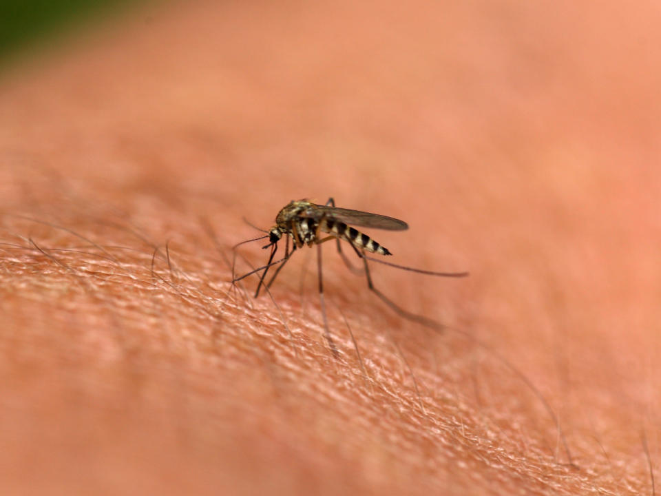 Auch Sri Lanka ist 2017 stark vom Dengue-Fieber betroffen. Berichten zufolge soll es sich um den bislang größten Ausbruch in dem Inselstaat handeln. (Bild-Copyright: ddp Images)