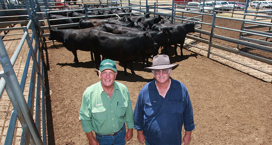 Landmark Albany branch manager Bob Pumphrey and cattle vendor Warren Forbes, Narrikup, with some of the record-priced heifers.