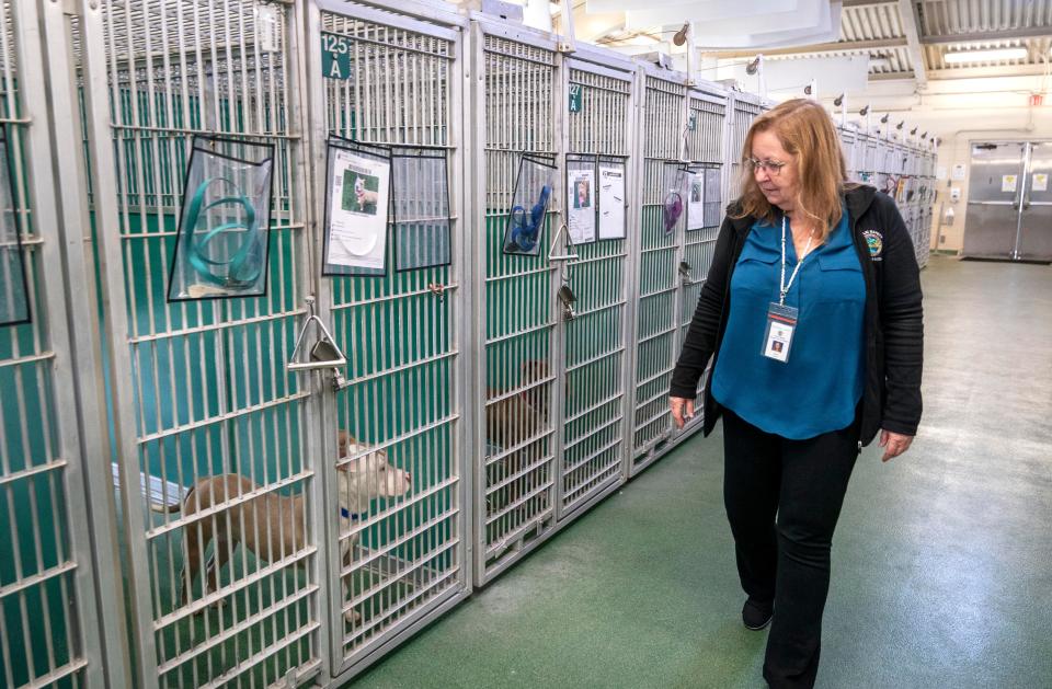 Jan Steele, director, Palm Beach County Animal Care and Control walks through the crowded kennels filled with dogs on January 25, 2023.