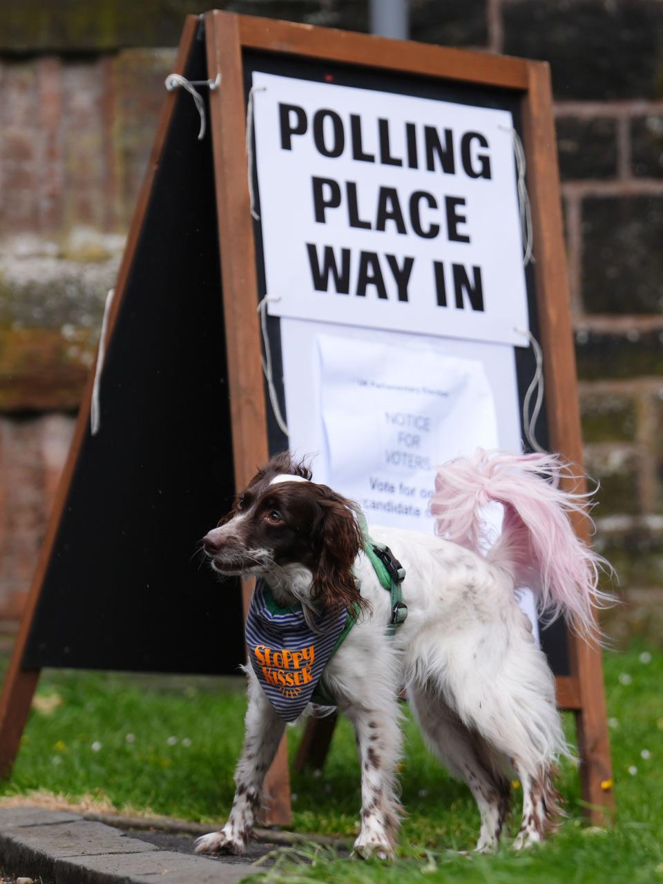 A dog outside the polling station Pollokshields Burgh Halls in Glasgow during the 2024 General Election. Picture date: Thursday July 4, 2024.
