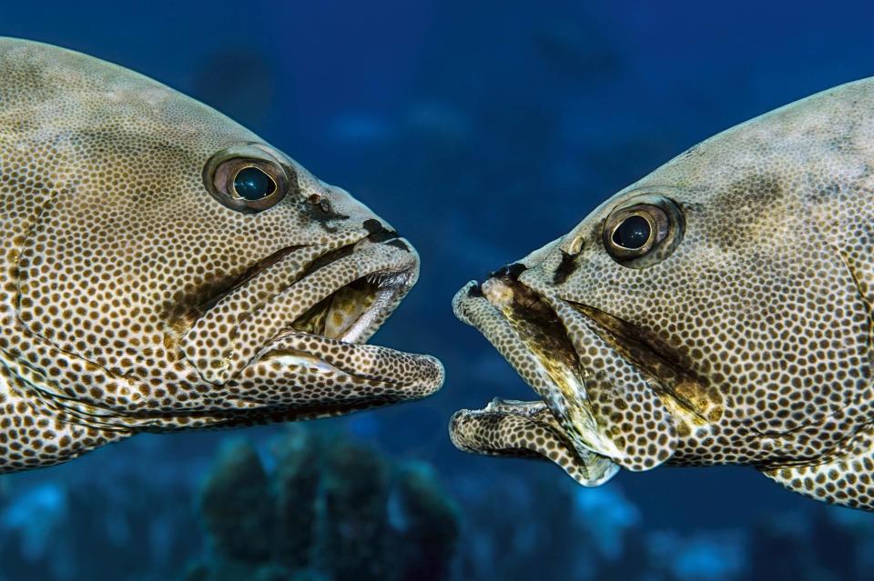 <p>The grouper there spawn only once a year under a full moon, sometime in June or July, and only for around 30 minutes. (Photo: Caters News) </p>