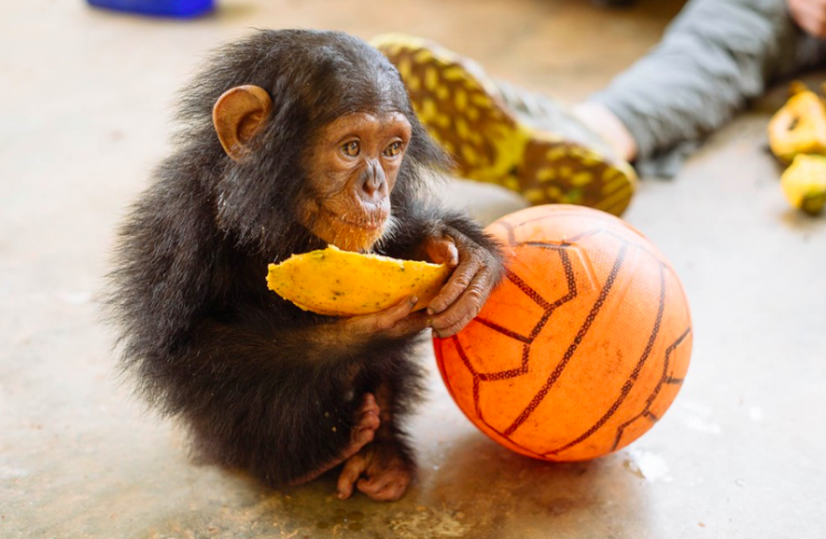 Safety: The traumatised chimp took the ball with her everywhere (Ape Action Africa)