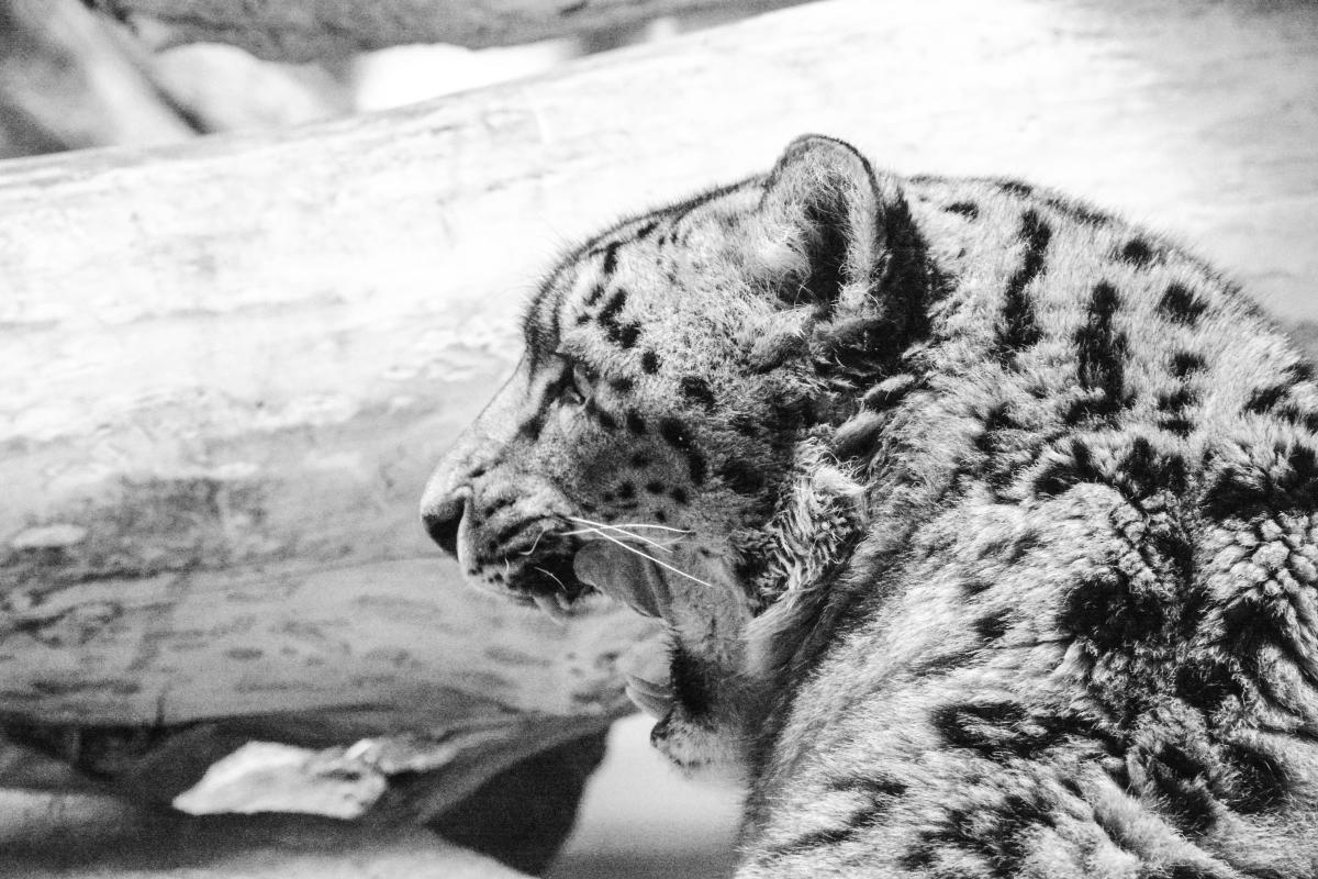 Three snow leopards die of covid-19 at Lincoln Children's Zoo in Nebraska -  The Washington Post