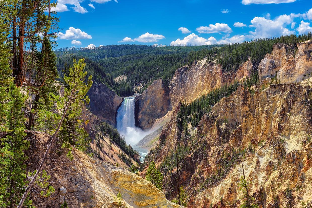 Lower Falls, Grand Canyon of the Yellowstone, Wyoming, on a bright sunny day in summer, waterfall in center