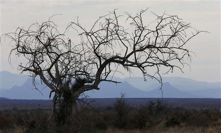 Sparse vegetation stands in an arid landscape near Aberdeen in the Karoo October 11, 2013. REUTERS/Mike Hutchings