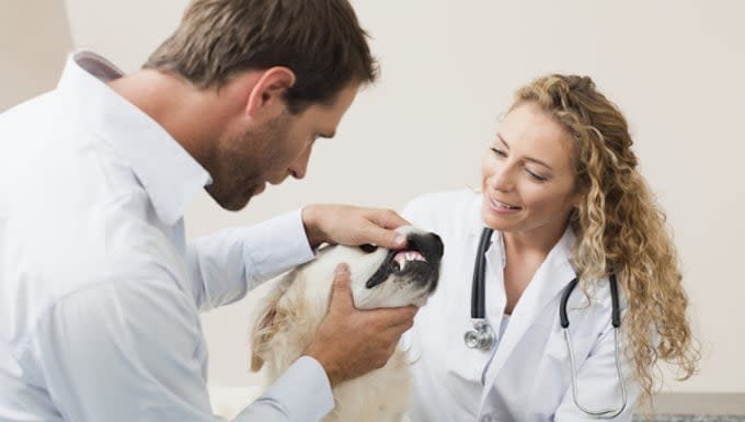 Oral Melanocytic Tumors in Dogs: Symptoms, Causes, & Treatments