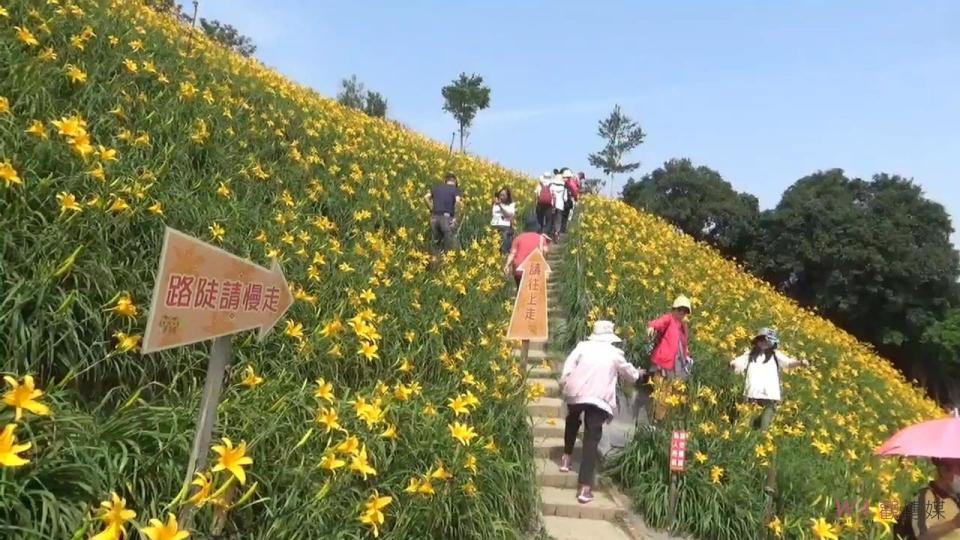 ▲花壇虎山巖金針花大爆「花」，滿山滿谷呈現一片金黃色的花海景觀，遊客徜徉花海中直呼「太美了」。（記者陳雅芳攝）