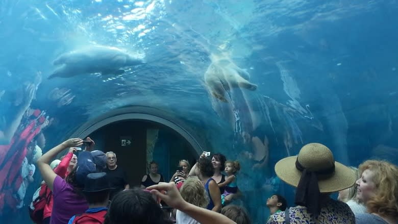 Winnipeg's polar bears back in their underwater tunnel