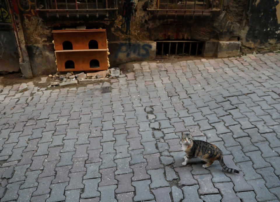 <p>A cat appears ready to check out a cat shelter on Jan. 7, 2018. (Photo: Goran Tomasevic/Reuters) </p>