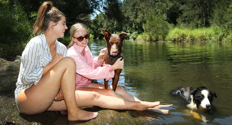 Residents cool off with their kelpies at the Bunya Crossing Reserve in Bunya, north of Brisbane. Source: Getty Images