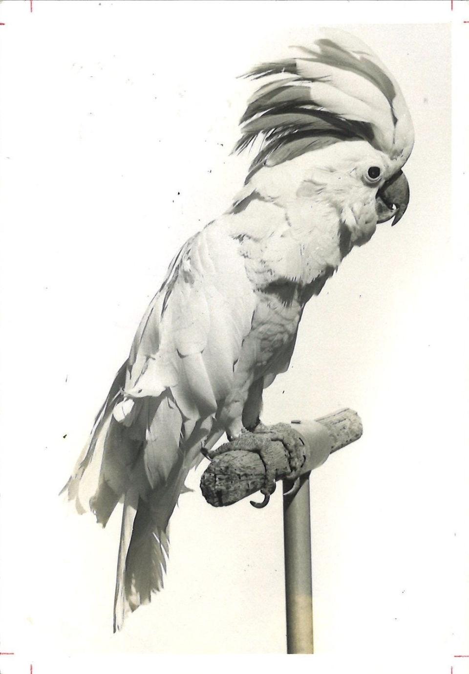 Polly, a Moluccan cockatoo who lived at the Utica Zoo for 53 years, seen here in a photo from 1978, has died, officials announced on Jan. 5, 2023. He was estimated to be 70 to 80 years old, making him the zoo's oldest and longest-term resident.