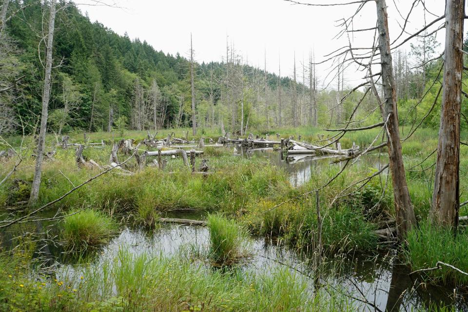 Wetlands at Big Beef Creek provide a habitat to many different creatures. New land added to the protected area will further this mission, says Hood Canal Salmon Enhancement Group.