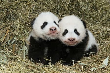 Giant Panda twin cubs which were born on August 7, 2016, are seen in this handout photograph dated October 27, 2016, released on November 3, 2016, at Schoenbrunn Zoo in Vienna, Austria. Schoenbrunn Zoo/Daniel Zupanc/Handout via REUTERS/Files