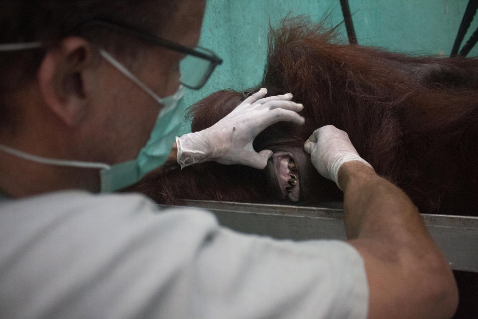 Orangutan rescue