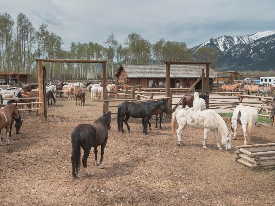 horses in front of jackson hole stables