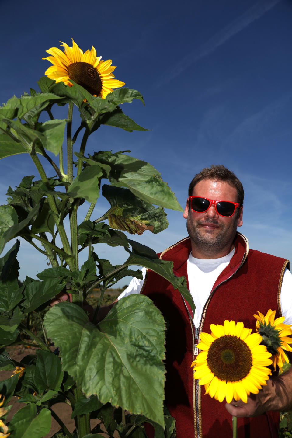 The current heatwave has boosted the growth of crops of sunflowers, which are the national flower of Ukraine. (Paul Marriott/ PA)