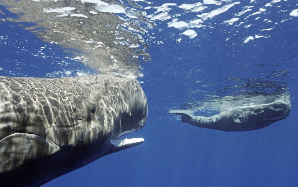 From macaques and sea lions to sperm whales, we're shown the ocean's most stunning species with the help of robots - René Heuzey/BBC