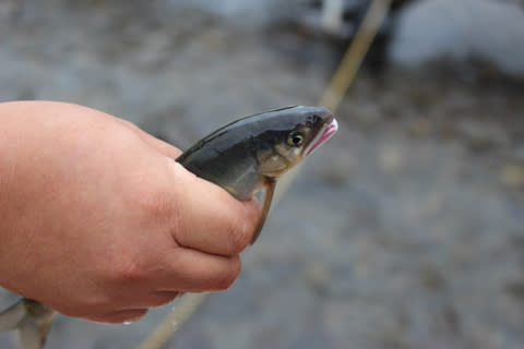 愛知縣 岡崎 男川 捕香魚享美味