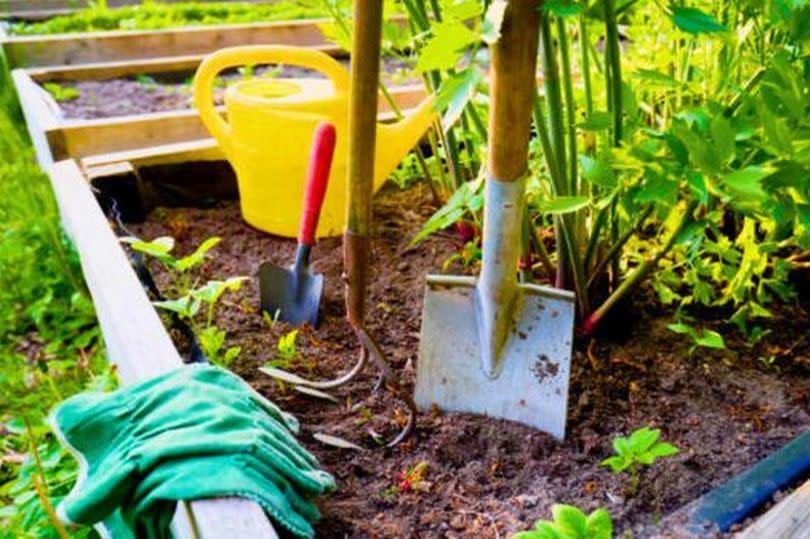 Gardeners shares four vegetables to plant in July that requite hardly any effort