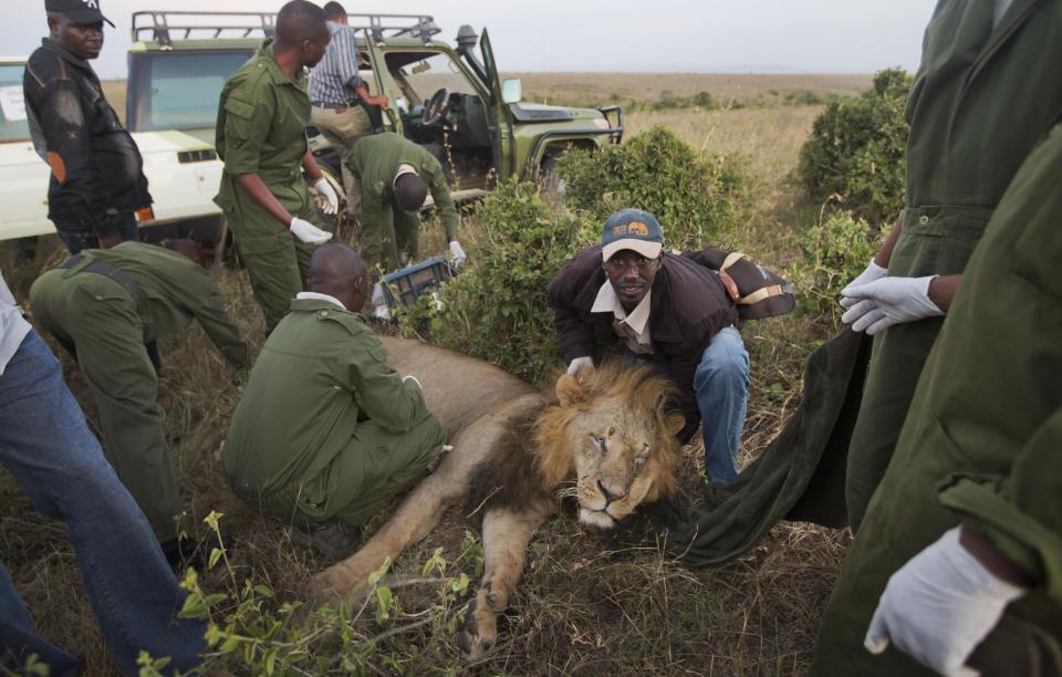 In this photo taken Saturday, Jan. 25, 2014, a team led by the Kenya Wildlife Service (KWS) fits a GPS-tracking collar to a tranquilized male lion, in Nairobi National Park in Kenya. Kenyan wildlife authorities are fitting livestock-raiding lions with a GPS collar that alerts rangers by text message when the predators venture out of Nairobi National Park, enabling the rangers to quickly move to the areas where the lions have encroached and return the animals to the park. (AP Photo/Ben Curtis)