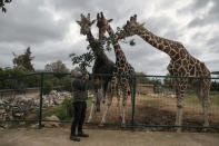 Zoo curator Adonis Balas feeds three giraffes at the Attica Zoological Park in Spata, near Athens, on Tuesday, Jan. 26, 2021. After almost three months of closure due to COVID-19, Greece's only zoo could be approaching extinction: With no paying visitors or state aid big enough for its very particular needs, it still faces huge bills to keep 2,000 animals fed and healthy. (AP Photo/Petros Giannakouris)