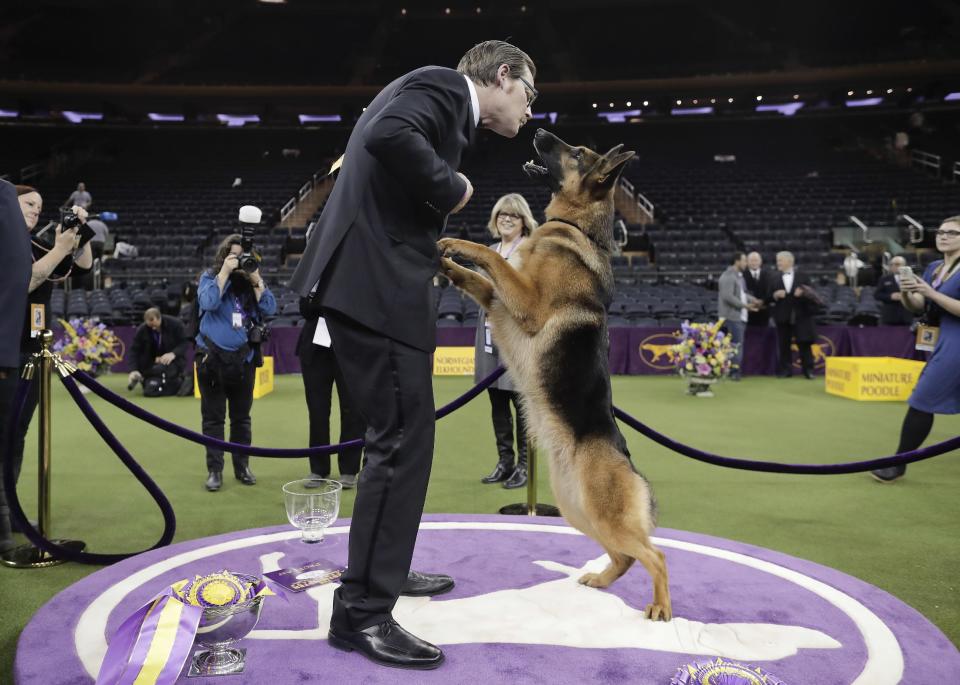 Rumor, a German shepherd, leaps to lick her handler and co-owner Kent Boyles on the face after winning Best in Show at the 141st Westminster Kennel Club Dog Show, early Wednesday, Feb. 15, 2017, in New York. (AP Photo/Julie Jacobson)