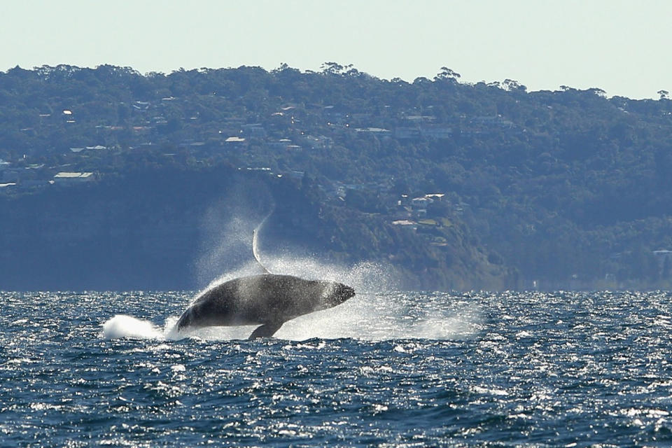 Here, a humpback whale breaches off Sydney, Australia, during a whale-watching tour on June 23, 2011. Humpback whales sometimes show "mugging" behavior where they encircle a boat, sometimes just out of curiosity. <cite>Cameron Spencer/Getty Images</cite>