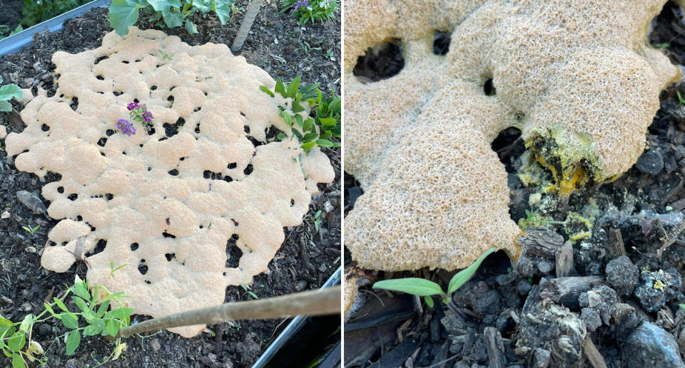 The cream-coloured moving mass, identified to be a slime mould, can be seen in soil beside plants. 