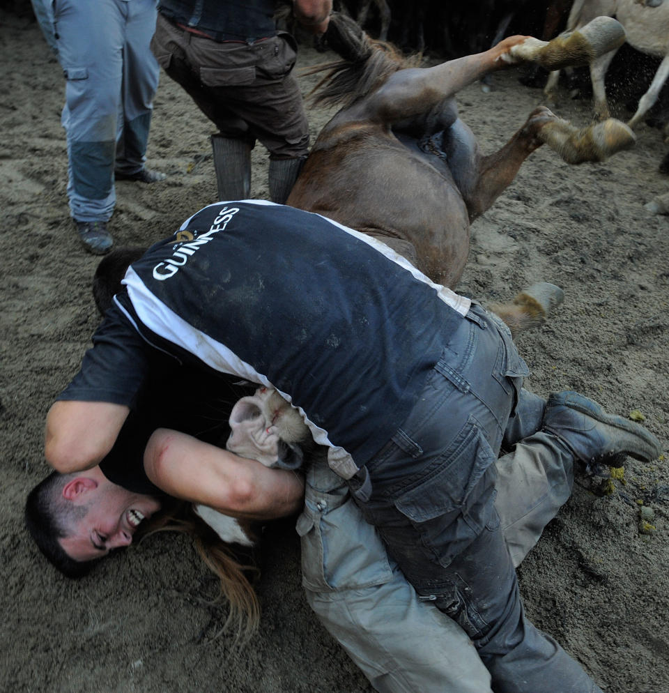 Wild Horses Are Tamed and Sheared for the Rapa das Bestas