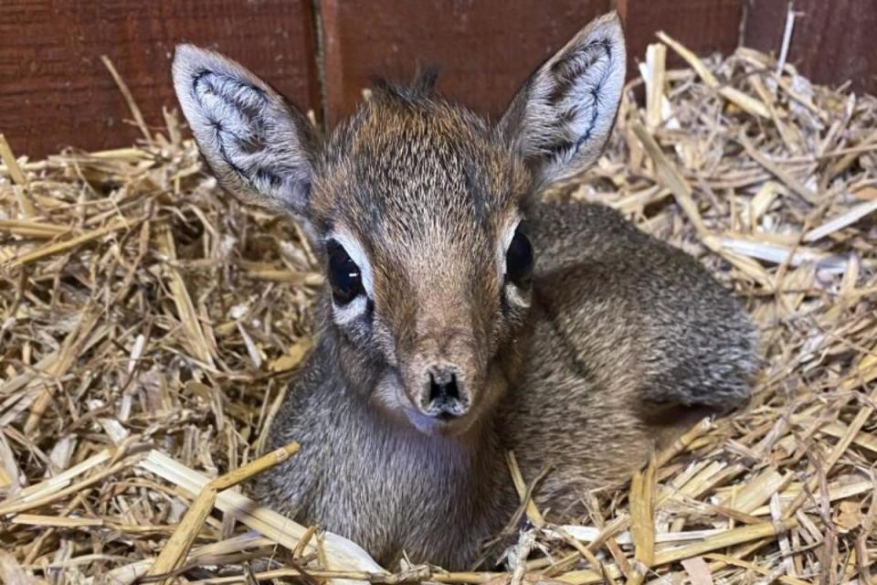 Very sweet - Kirk's dik-dik Daffodil was born last month <i>(Image: Colchester Zoo)</i>