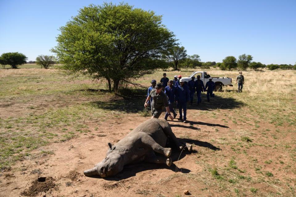 <p>The majestic West African black rhino was declared extinct in 2006, after conservationists failed to find any in their last remaining habitat in Cameroon. The West African black rhino was one of four subspecies of rhinoceros.</p><p>The photo of the one pictured here was taken in 2017 while the rhino was under sedation for a routine horn trimming (this is a preventive measure to deter poachers.)</p><p><strong>Cause of Extinction:</strong> poachers hunted the rhino for its horn, which is believed by some in Yemen and China to possess aphrodisiacal powers, leading to their extinction.</p>
