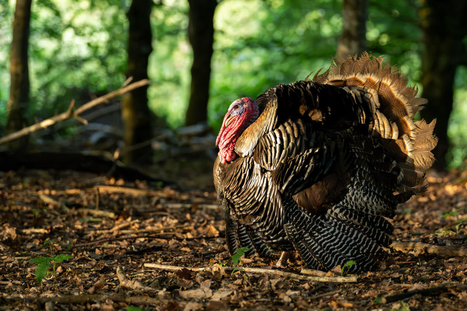 Jamie Smart / RSPCA Young Photographer Awards