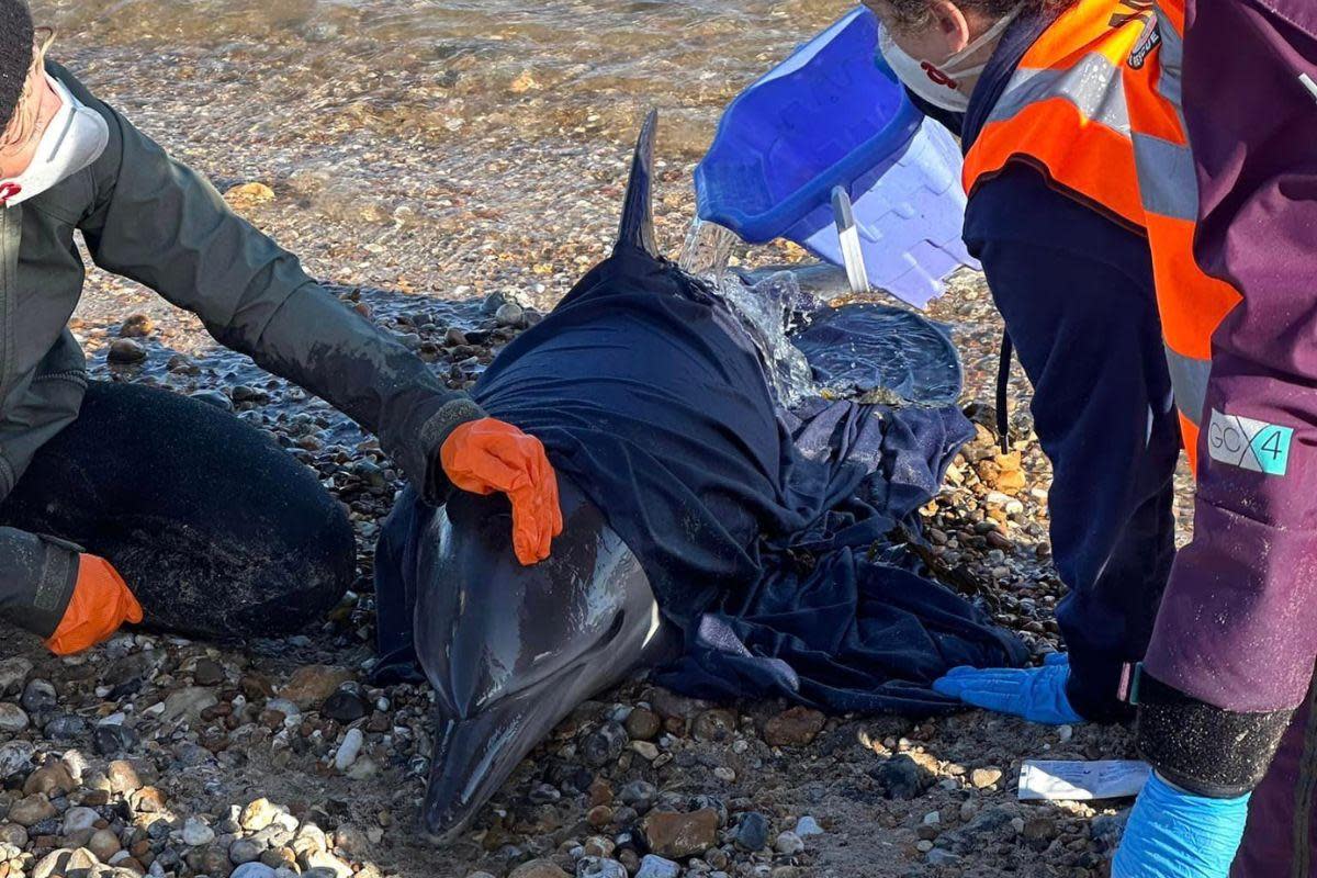 People tried to save a stranded dolphin on Pagham beach <i>(Image: Littlehampton Coastguard)</i>