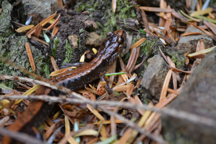 small snake in woods