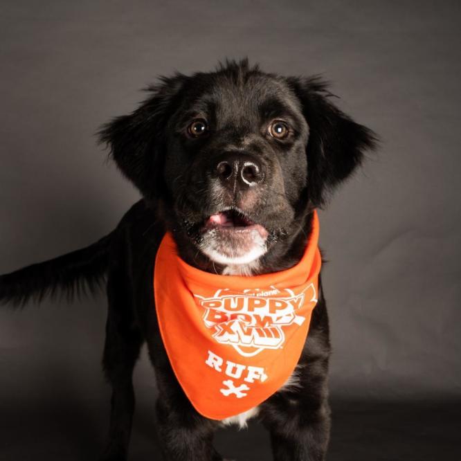 Puppy Bowl preview: Expect Team Fluff to take home the Lombarky Trophy