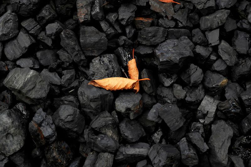 FILE PHOTO: A leaf sits on top of a pile of coal in Youngstown, Ohio