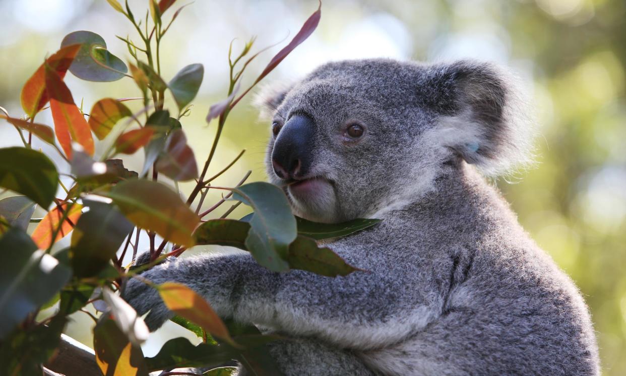 <span>In 2012 koalas on Australia’s east coast were listed as vulnerable. Ten years later, in 2022, the Australian government raised their status to endangered.</span><span>Photograph: Lisa Maree Williams/Getty Images</span>