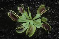 <p><strong>State Carnivorous Plant: Venus Flytrap</strong></p><p>The state flower is the Dogwood, but they also made a special category for this fly-eating plant that will kill and eat the pest. In addition,<a href="https://files.nc.gov/ncparks/37/North-Carolina-State-Symbols.pdf" rel="nofollow noopener" target="_blank" data-ylk="slk:North Carolina apparently likes niche categories;elm:context_link;itc:0;sec:content-canvas" class="link "> North Carolina apparently likes niche categories</a> as they have an official red berry, the strawberry and the blue berry, the blueberry. </p>