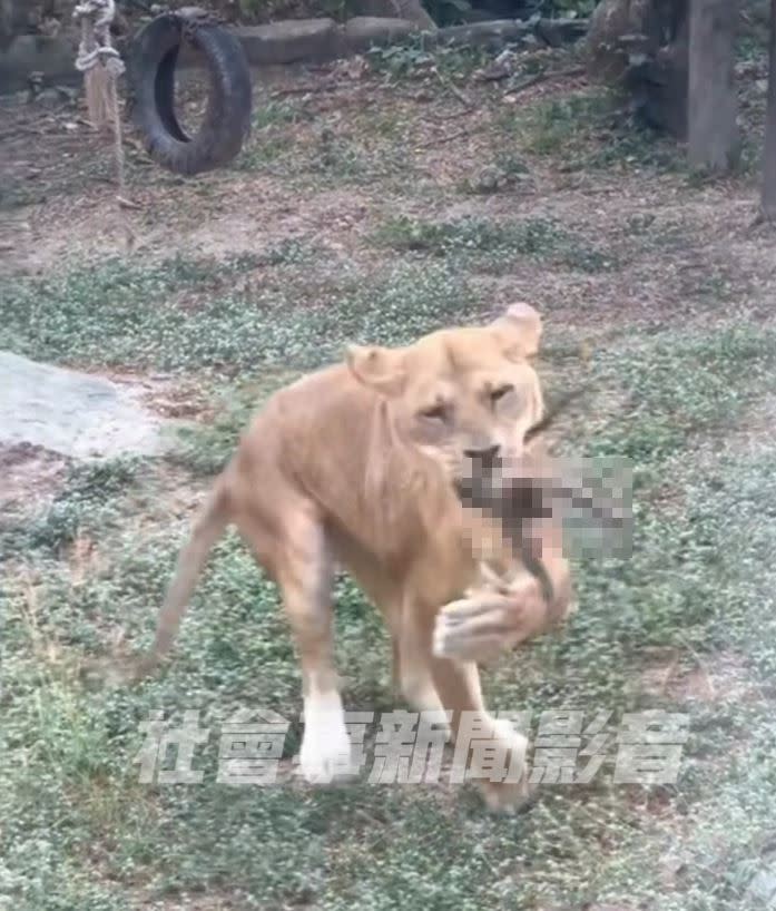 野生獼猴遭母獅撲殺。（圖／翻攝自社會事新聞影音）