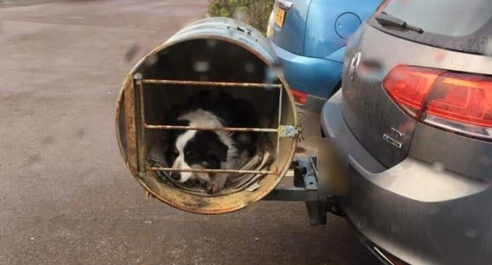 A photo of a dog inside a barrel on the back of a car at a Morrisons supermarket car park.