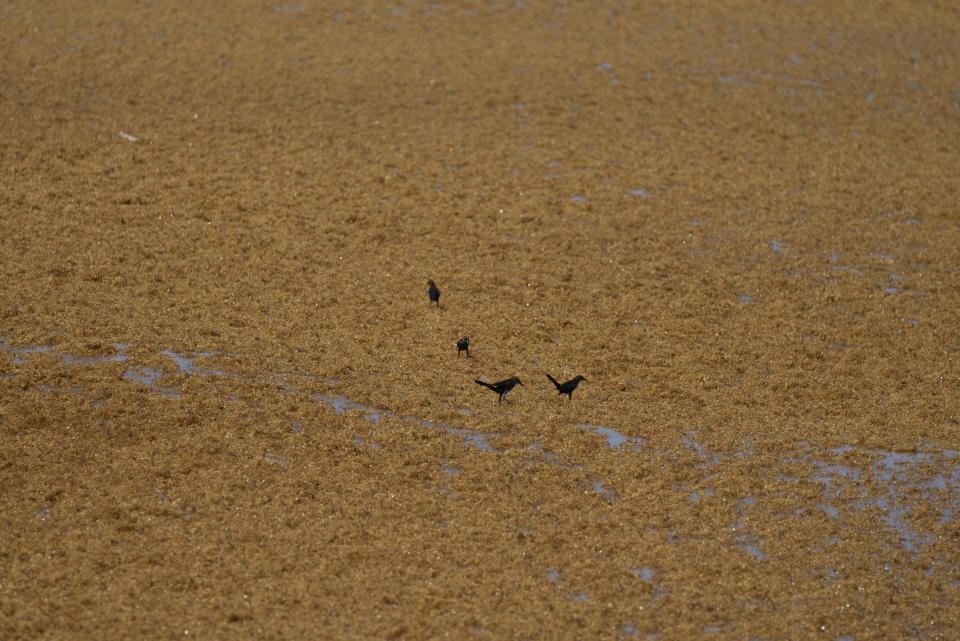 Pájaros caminando sobre una capa de sargazo que cubre la costa del mar Caribe en Tulum (México) el 5 de agosto del 2022. (AP Photo/Eduardo Verdugo)