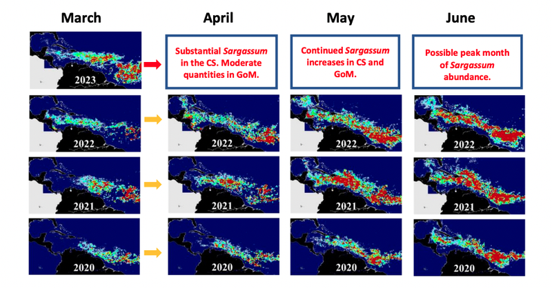 A series of satellite mapping images show the past extent and forecast extent of the Atlantic’s sargassum seaweed bloom. March 2023 has set a record for the most algae ever, for the time of year. 