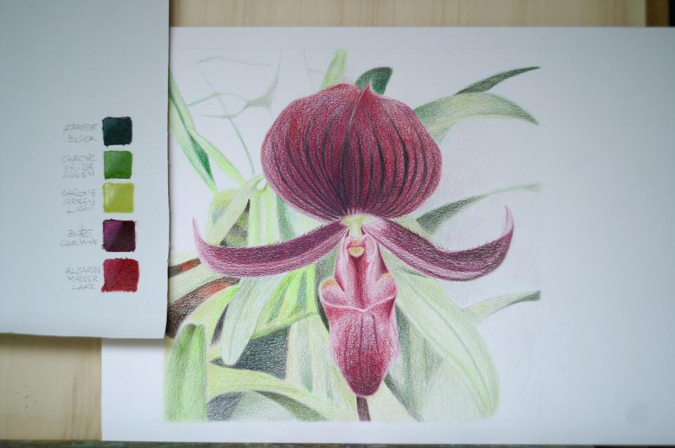 Sketch of an orchid in coloured pencil