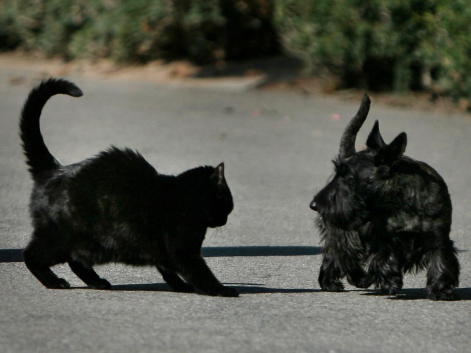 The Bushes dog Miss Beazley crosses paths with pet cat, India