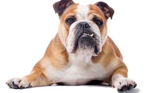 An over-bread English Bulldog - the breed can suffer from breathing disorders